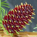 xraylarch avatar